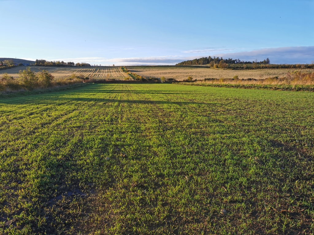 Rye and vetch sown after potato harvest