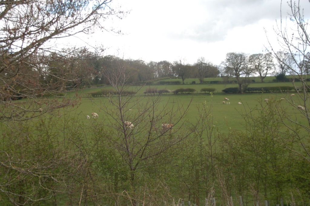 Sheep