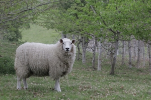 Sheep amongst trees. Courtesy of Patrick Barbour