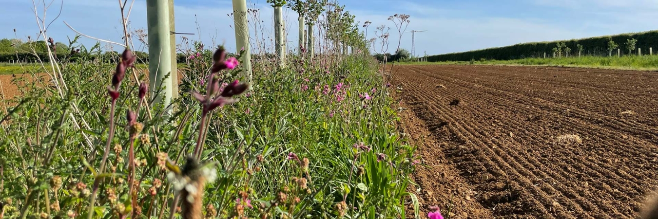 Photo: Andy Dibben. Agroforestry with understorey at Abbey Home Farm