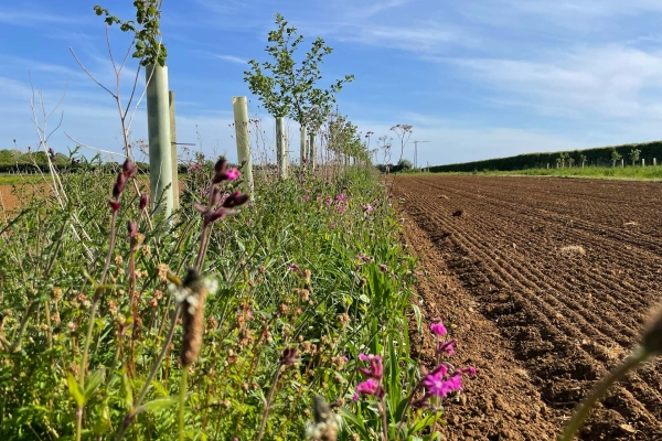 Photo: Andy Dibben. Agroforestry with understorey at Abbey Home Farm