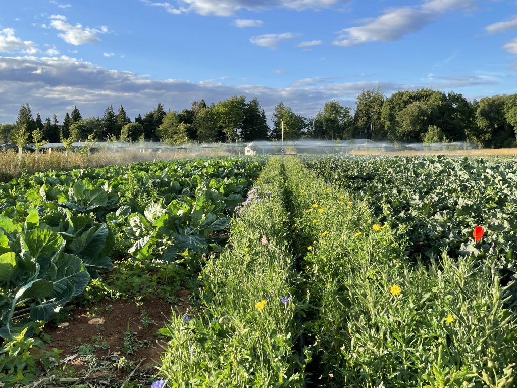 Systems approach synchronising crop production, crop protection, irrigation, agroforestry and soil health
