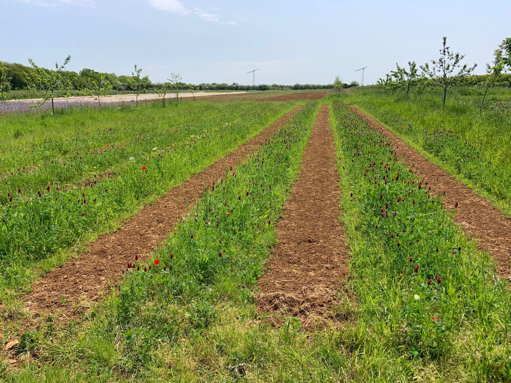 Tilled strips with flowering mulch