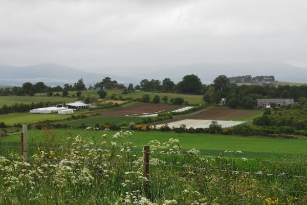 Veg field in context