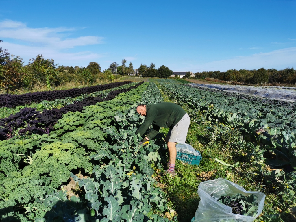 Weeds cover ground beneath crops