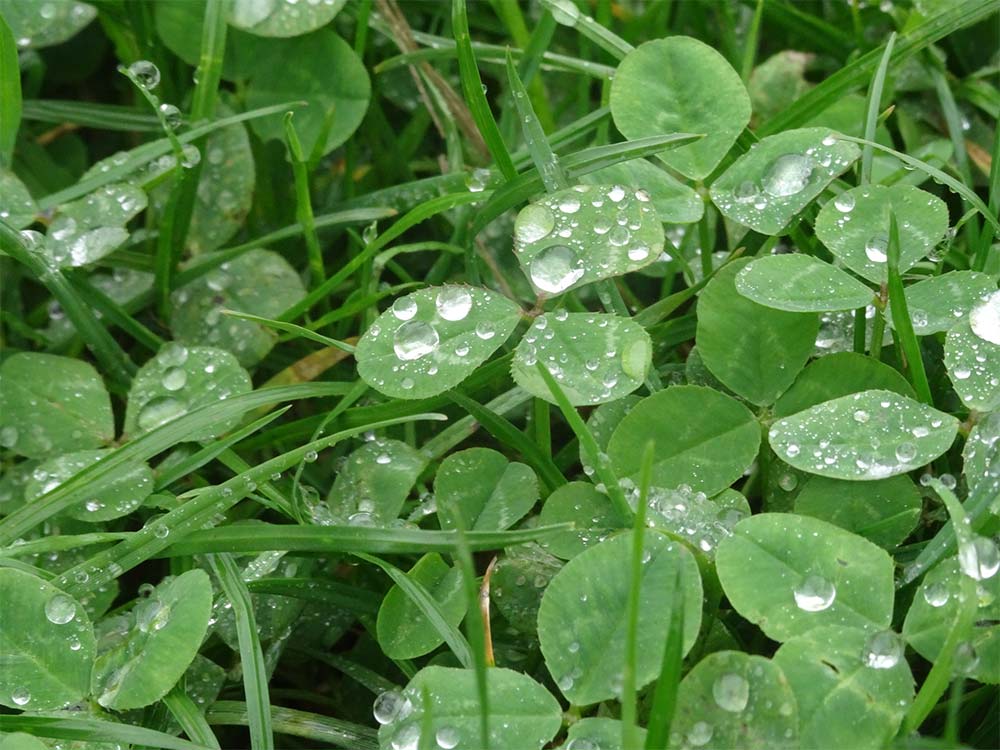 White clover