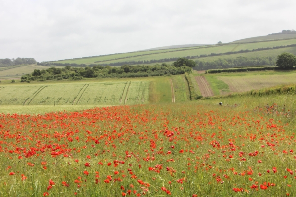 Wildflower headland, Peppering Farm