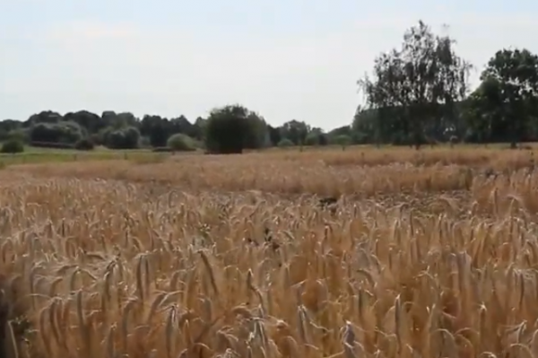 Intercropping beans and triticale